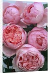 Brother Cadfael Roses by Anonymous