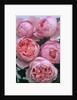 Brother Cadfael Roses by Anonymous