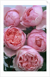 Brother Cadfael Roses by Anonymous