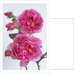 Hilda Murrell Roses by Anonymous