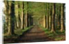 Tree-Lined Path by Anonymous