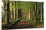 Tree-Lined Path by Anonymous