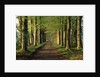 Tree-Lined Path by Anonymous