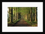 Tree-Lined Path by Anonymous