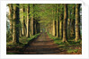 Tree-Lined Path by Anonymous