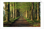 Tree-Lined Path by Anonymous