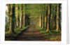 Tree-Lined Path by Anonymous