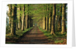 Tree-Lined Path by Anonymous