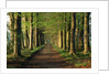 Tree-Lined Path by Anonymous