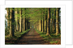 Tree-Lined Path by Anonymous