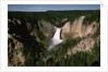 Lower Falls in Yellowstone National Park by Anonymous