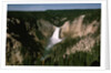 Lower Falls in Yellowstone National Park by Anonymous