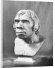 Bust of Prehistoric Man by Anonymous