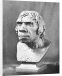 Bust of Prehistoric Man by Anonymous