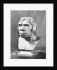 Bust of Prehistoric Man by Anonymous