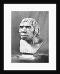 Bust of Prehistoric Man by Anonymous