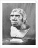 Bust of Prehistoric Man by Anonymous