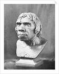 Bust of Prehistoric Man by Anonymous