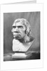 Bust of Prehistoric Man by Anonymous