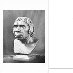 Bust of Prehistoric Man by Anonymous