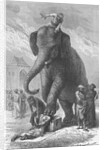 Elephant Crushing Victim's Head by Anonymous