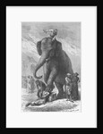 Elephant Crushing Victim's Head by Anonymous