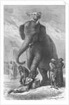 Elephant Crushing Victim's Head by Anonymous