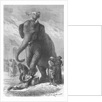 Elephant Crushing Victim's Head by Anonymous