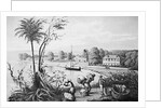 People Working on A Cotton Plantation by Anonymous
