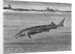 Sturgeon Fish Swimming Across from Island by Anonymous
