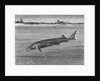 Sturgeon Fish Swimming Across from Island by Anonymous