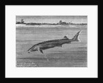 Sturgeon Fish Swimming Across from Island by Anonymous