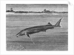 Sturgeon Fish Swimming Across from Island by Anonymous