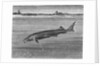 Sturgeon Fish Swimming Across from Island by Anonymous