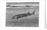 Sturgeon Fish Swimming Across from Island by Anonymous