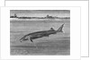 Sturgeon Fish Swimming Across from Island by Anonymous
