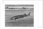 Sturgeon Fish Swimming Across from Island by Anonymous