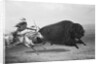 Indian Trying to Kill Buffalo by Anonymous