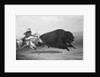 Indian Trying to Kill Buffalo by Anonymous