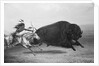 Indian Trying to Kill Buffalo by Anonymous