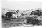 Indians Killing Buffalos by Anonymous