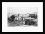Indians Killing Buffalos by Anonymous