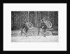 Soldiers Riding Bicycles by Anonymous