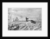 Man Whaling with Harpoon Gun by Anonymous