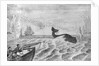 Man Whaling with Harpoon Gun by Anonymous