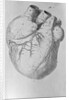 Illustration of Human Heart by Anonymous