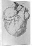 Illustration of Human Heart by Anonymous