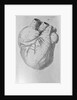Illustration of Human Heart by Anonymous