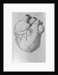 Illustration of Human Heart by Anonymous