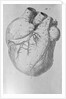 Illustration of Human Heart by Anonymous